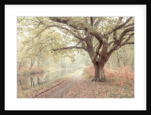 Canal through forest by Assaf Frank